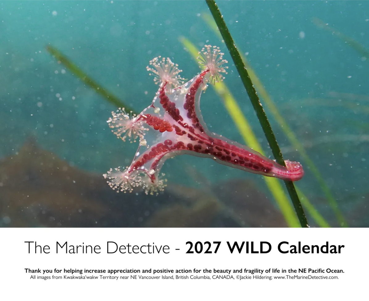 2027 Wild Calendar