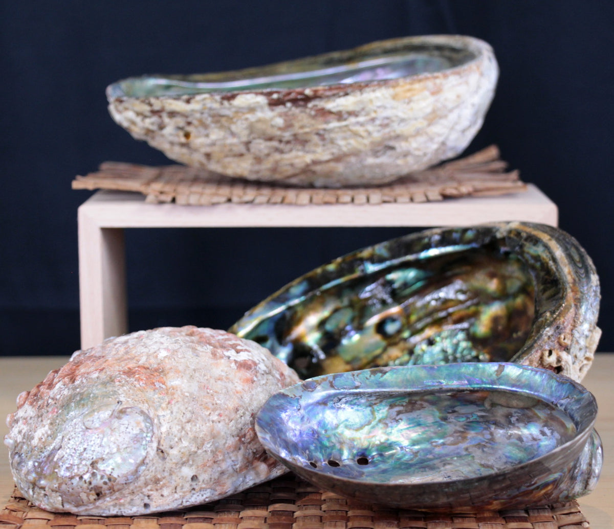 Abalone Shell – Culture Shock Alert Bay